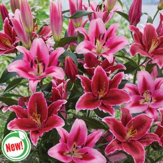 Eternal Serenade Lily Blend Thumbnail